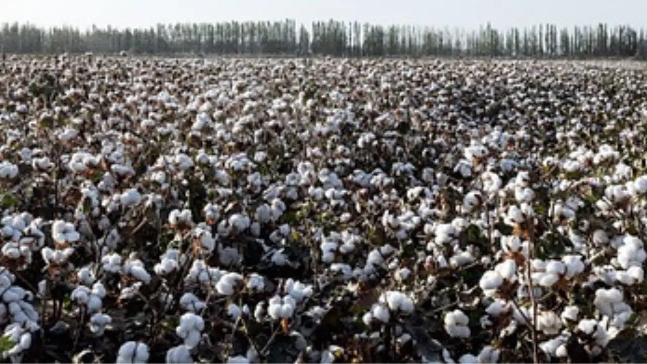 How long does a cottonwood tree shed?