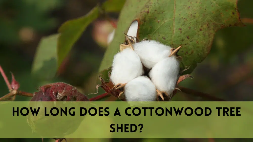 How long does a cottonwood tree shed?