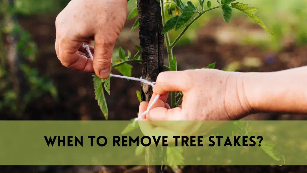 When to remove tree stakes?