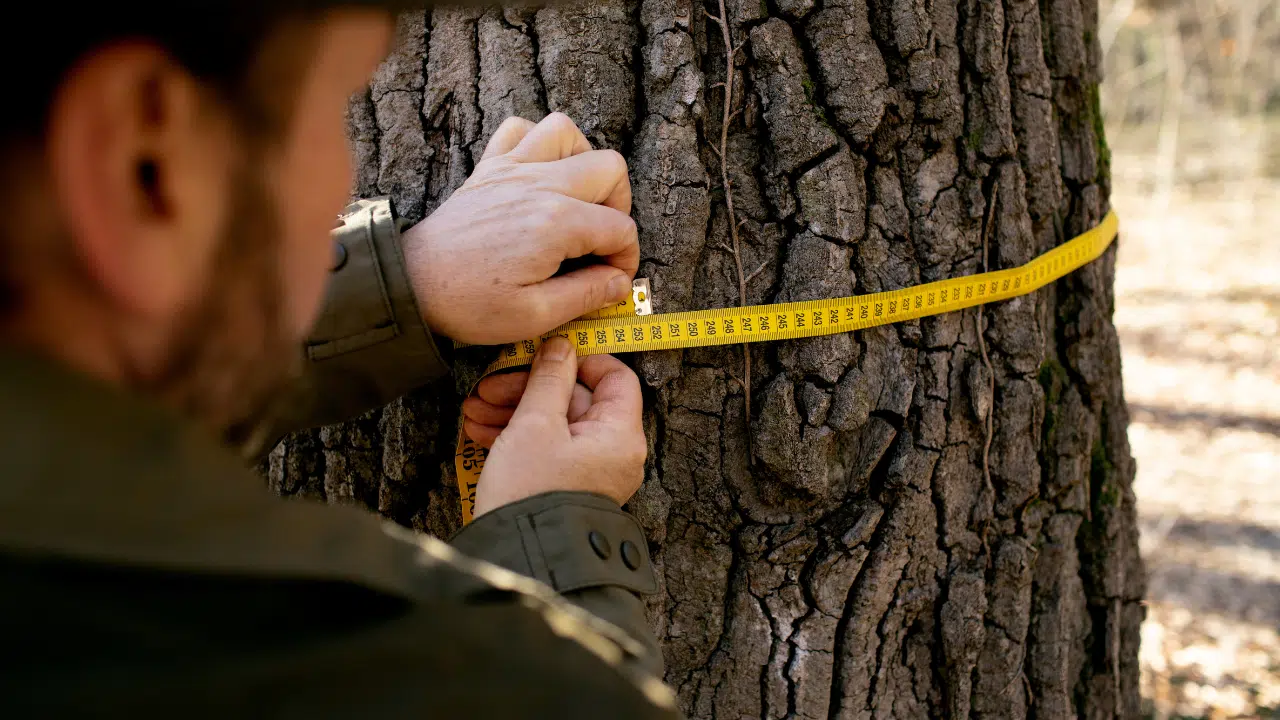 When to remove tree stakes?