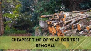 Cheapest Time of Year for Tree Removal