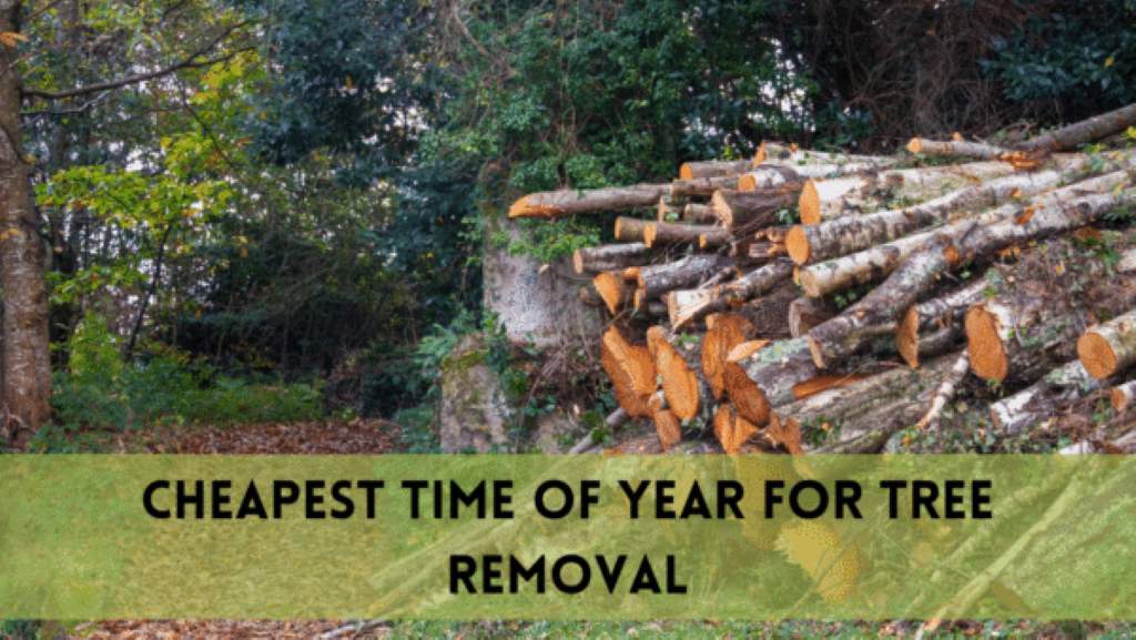 Cheapest Time of Year for Tree Removal