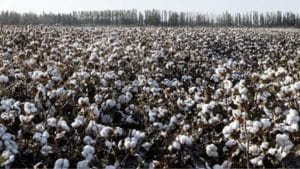 Cottonwood Tree Shed