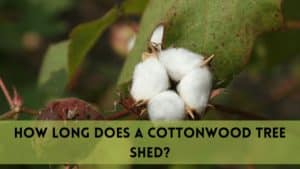 how long does a cottonwood tree sheds