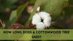 how long does a cottonwood tree sheds