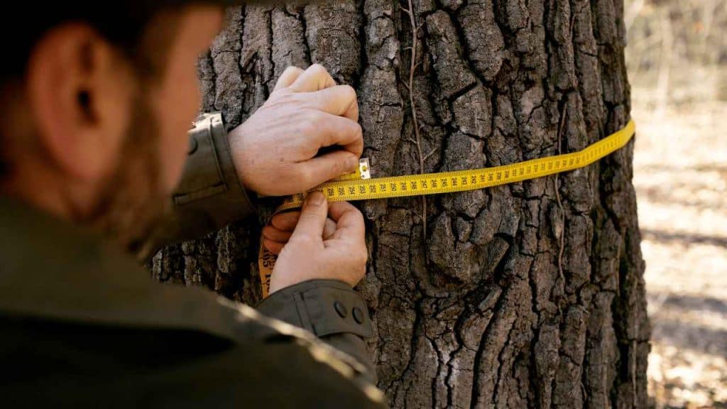 how to remove tree stakes
