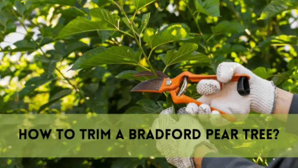 how to trim a bradford pear tree