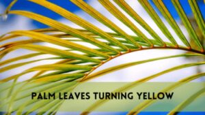 Palm leaves turning yellow