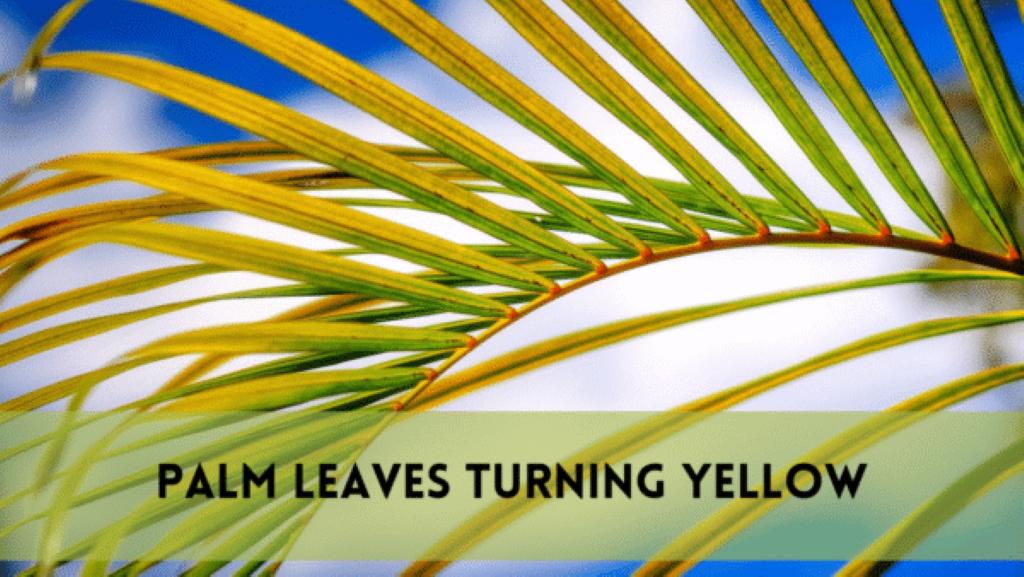 Palm leaves turning yellow