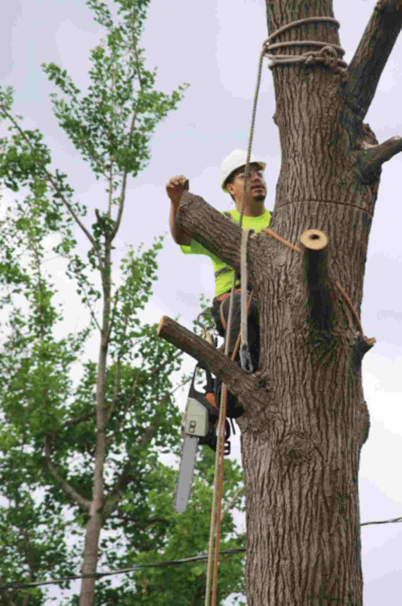 tree care services team