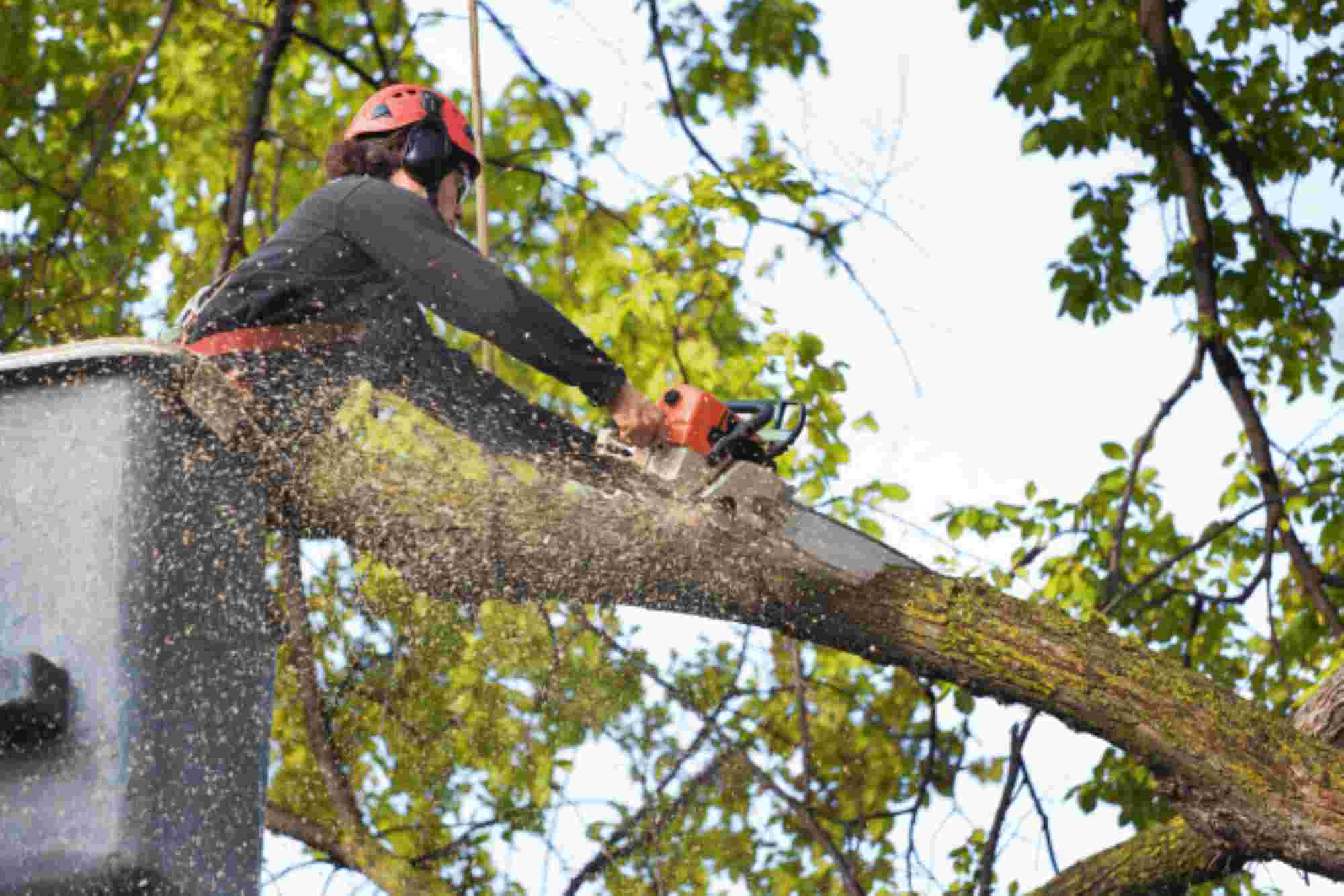 tree cutting services