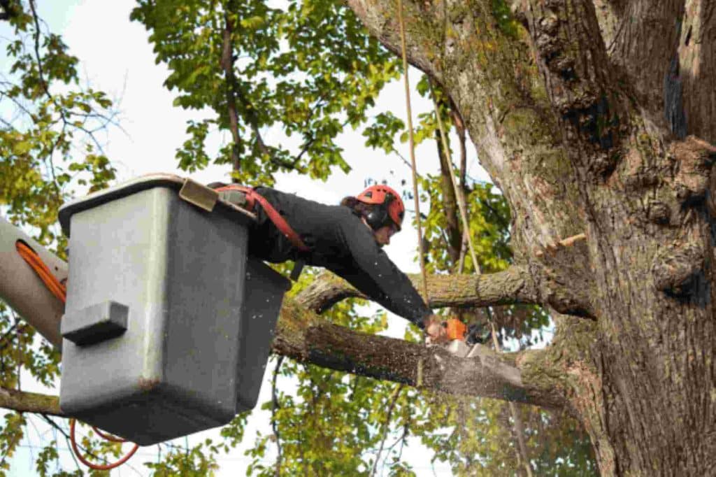 tree services