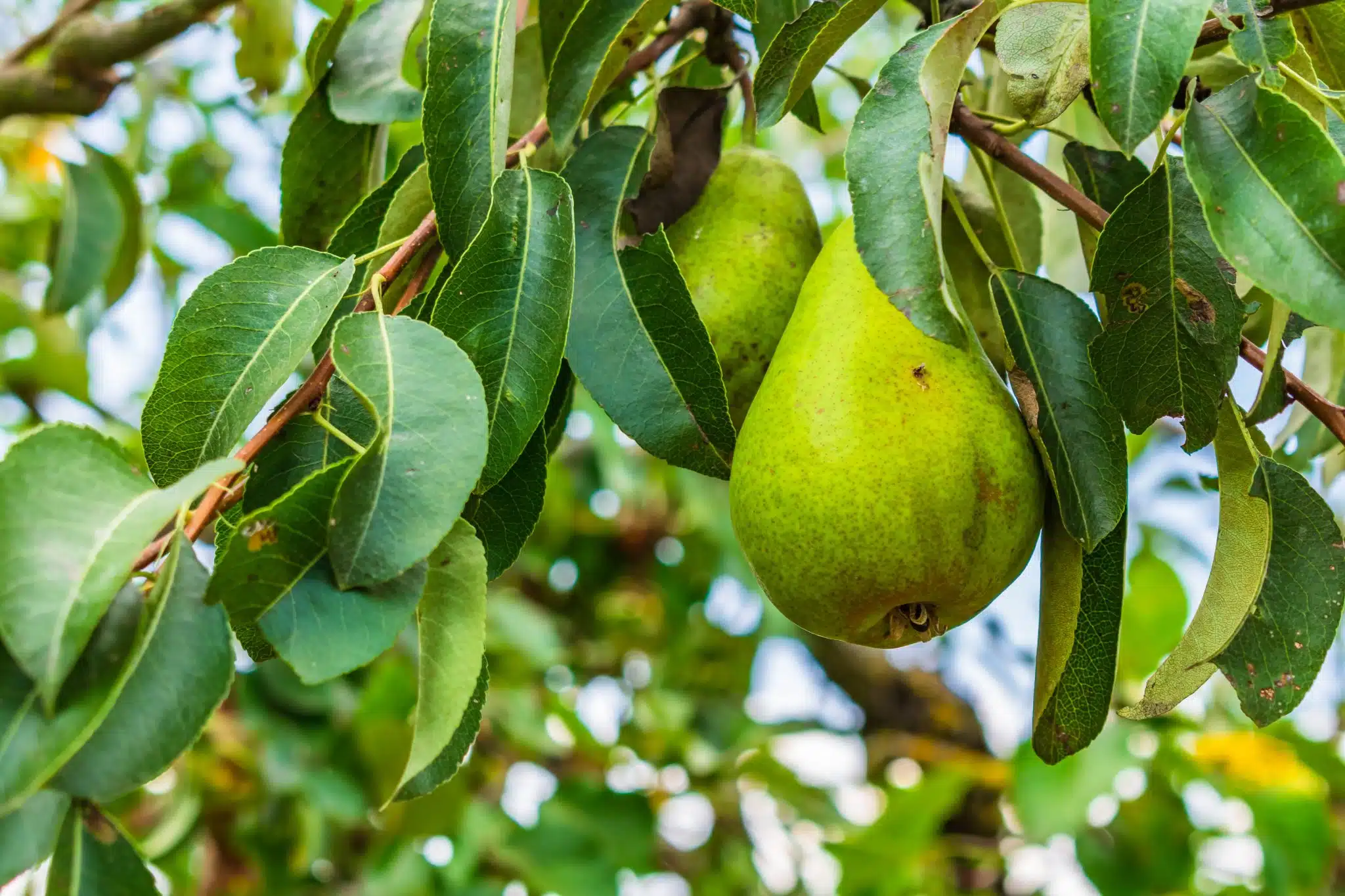 trim a bradford pear tree