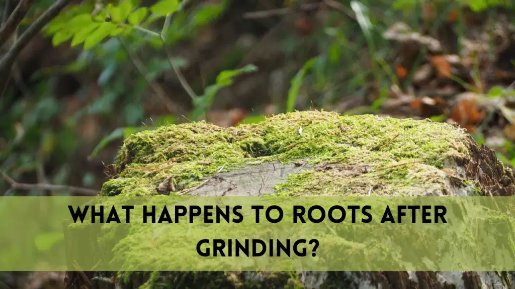 what happens to roots after stump grinding