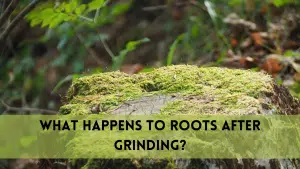 what happens to roots after stump grinding