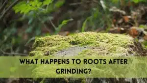 what happens to roots after stump grinding