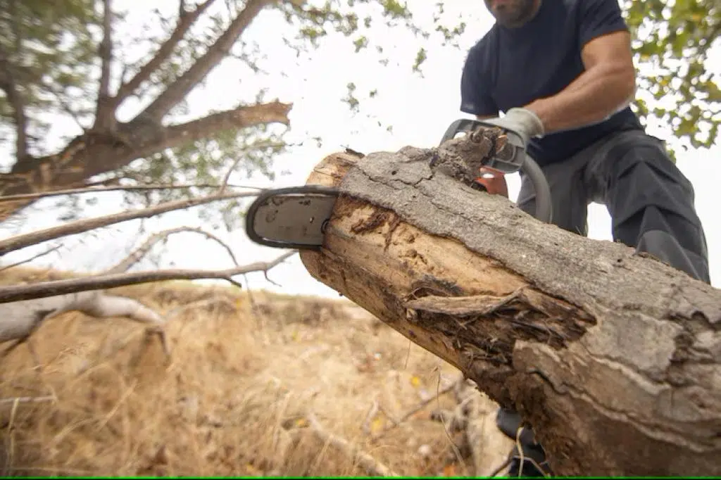 Can You Kill an Oak Tree by Trimming It?