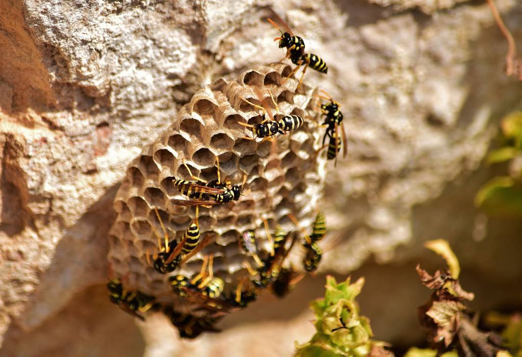 How to Remove Beehive from Trees?
