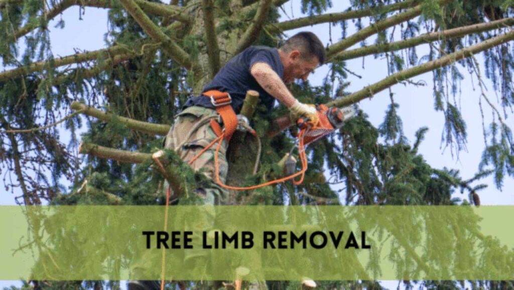 Tree Limb Removal