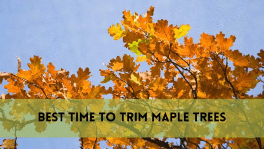 When Is the Best Time to Trim Maple Trees?