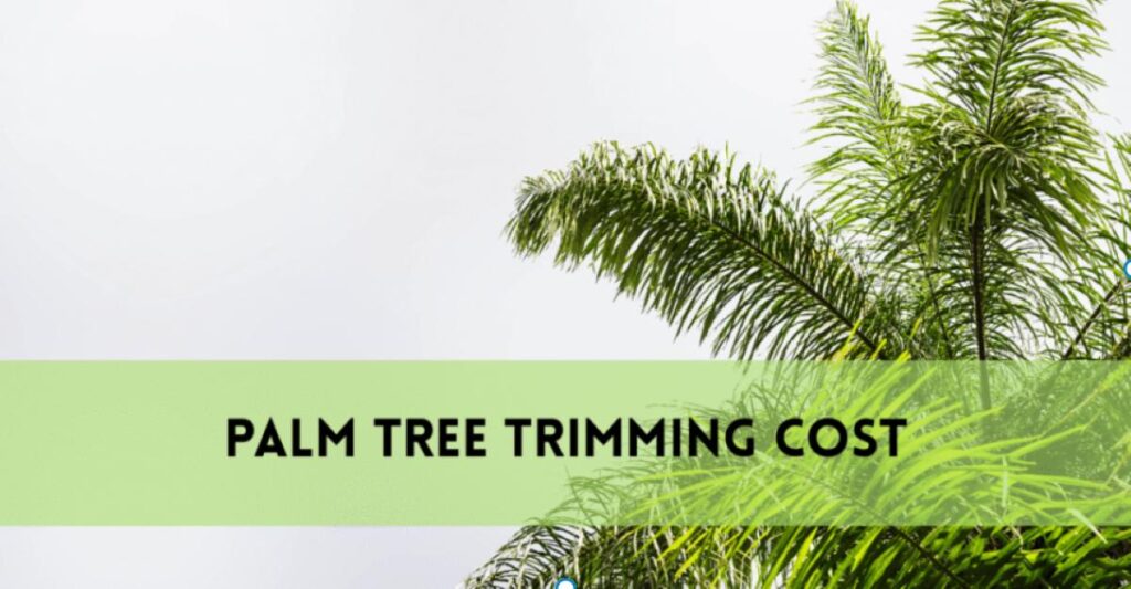 Palm Tree Trimming Cost