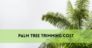 Palm Tree Trimming Cost