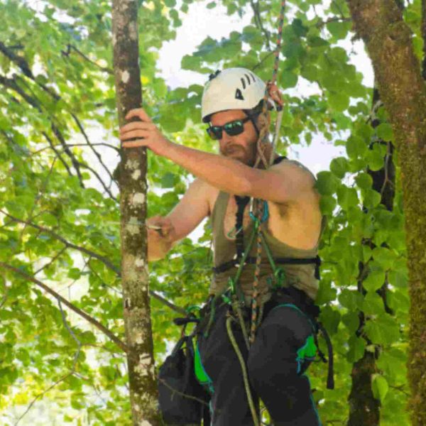 about us tree services