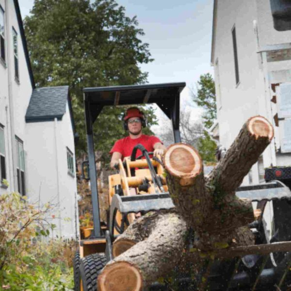 Arborist Services Blog