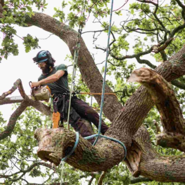 emergency tree removal