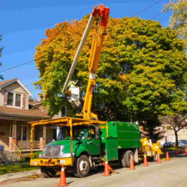 skilled arborist team