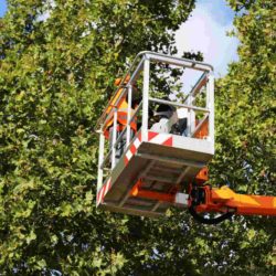 tree care services