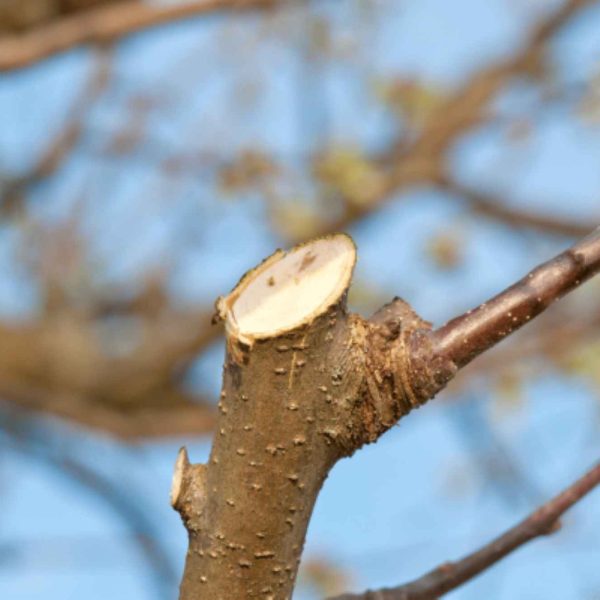 tree pruning