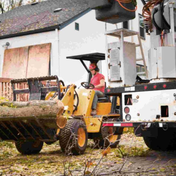 tree removal